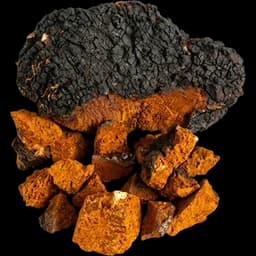 Chaga