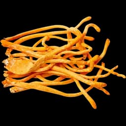 Cordyceps
