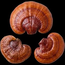 Reishi
